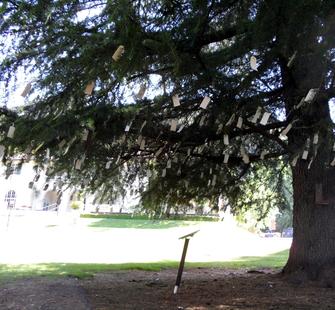 Yoko Ono's "Imagine Peace" Wish Tree on the Great Lawn